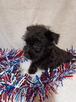 Cally, a female Cairn Terrier and West Highland White Terrier for sale in Dover, FL – 4 of 4