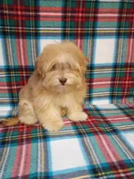 Iggy AKC full Registration , a male Havanese for sale in Dover, FL – 4 of 5