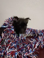 Coal, a male Cairn Terrier for sale in Dover, FL – 2 of 3