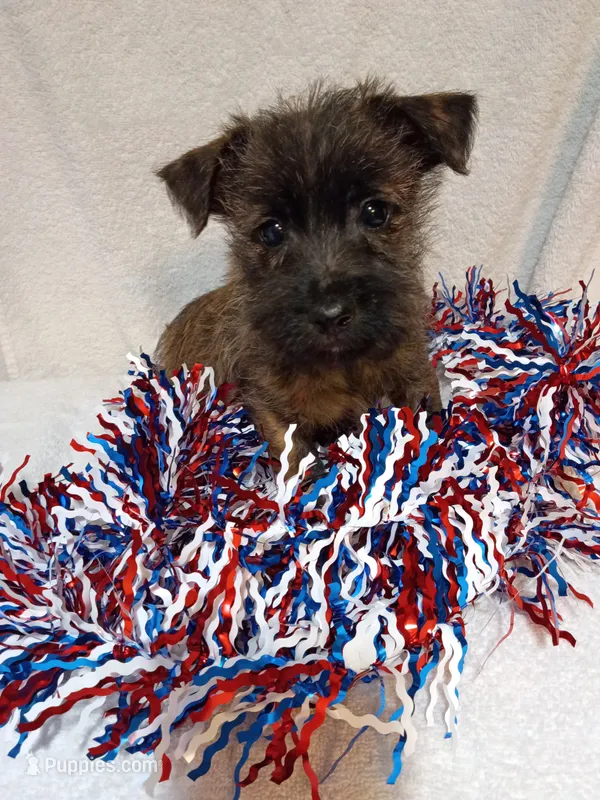 Clyde  – Cairn Terrier, West Highland White Terrier puppy for sale in Dover, FL