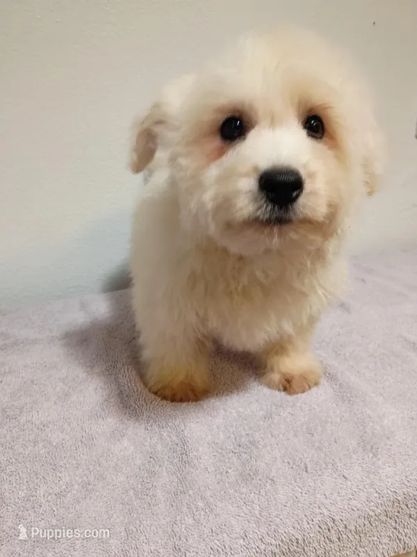 Fluffy, a male West Highland White Terrier for sale in Dover, FL – Photo 1 of 3
