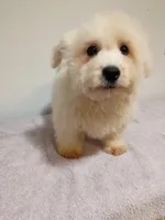 Fluffy, a male West Highland White Terrier for sale in Dover, FL – Photo 1 of 3