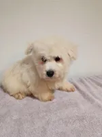 Fluffy, a male West Highland White Terrier for sale in Dover, FL – Photo 3 of 3