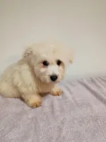 Fluffy, a male West Highland White Terrier for sale in Dover, FL – Photo 2 of 3