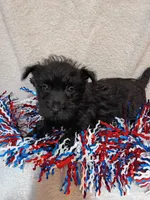 Coal, a male Cairn Terrier and West Highland White Terrier for sale in Dover, FL – 2 of 2