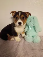 Parker.   AKC, a male Pembroke Welsh Corgi for sale in Dover, FL – 1 of 1