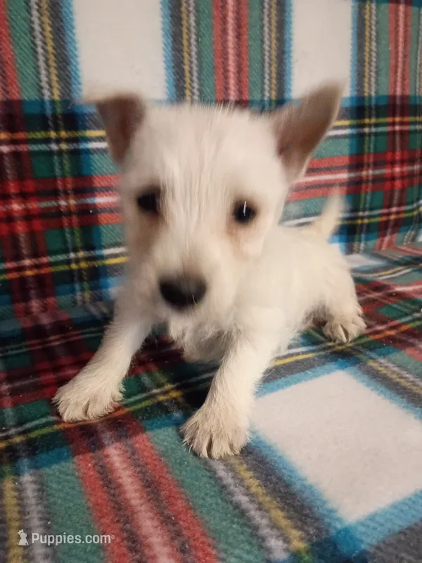 Winter  – West Highland White Terrier puppy for sale in Dover, FL