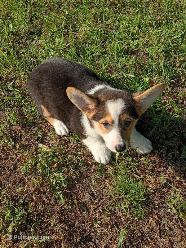 Prince – Pembroke Welsh Corgi puppy for sale in Dover, FL