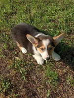 Prince, a male Pembroke Welsh Corgi for sale in Dover, FL – 1 of 1