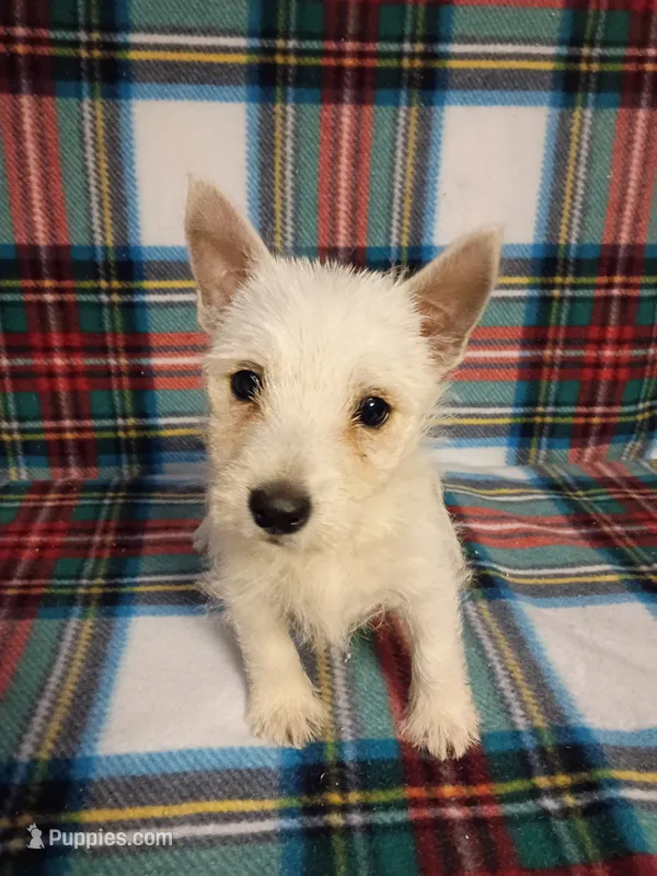 Wilma – West Highland White Terrier puppy for sale in Dover, FL