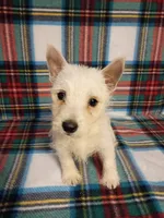 Wilma, a female West Highland White Terrier for sale in Dover, FL – 1 of 2
