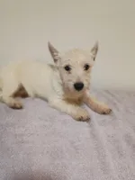 Shane, a male West Highland White Terrier for sale in Dover, FL – Photo 2 of 2