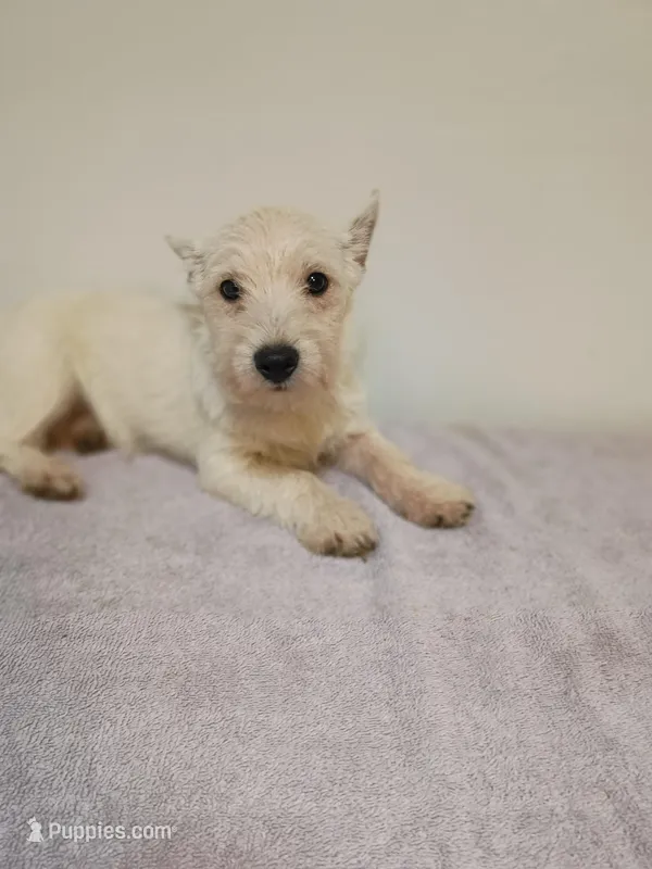 Shane – West Highland White Terrier puppy for sale in Dover, FL