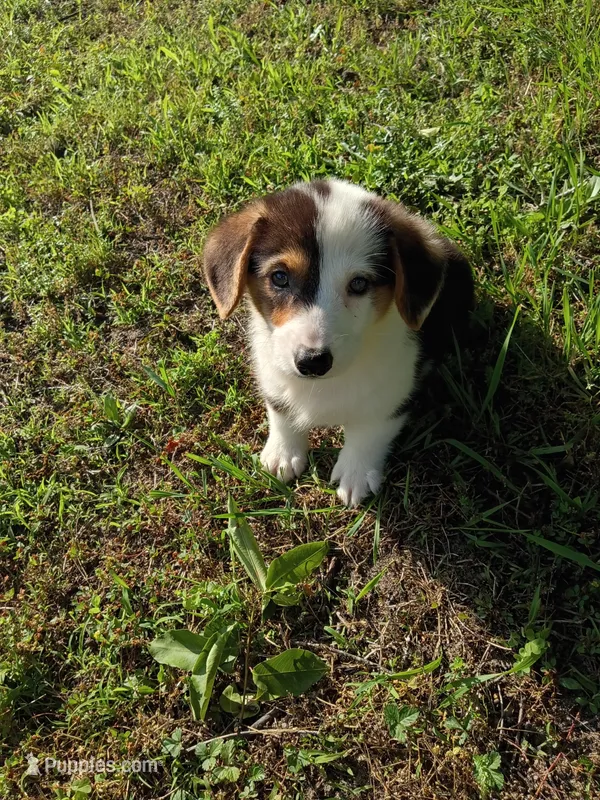 Parker – Pembroke Welsh Corgi puppy for sale in Dover, FL