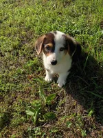 Parker, a male Pembroke Welsh Corgi for sale in Dover, FL – 1 of 1
