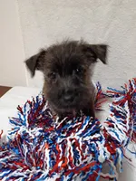 Clyde , a male Cairn Terrier and West Highland White Terrier for sale in Dover, FL – 2 of 4