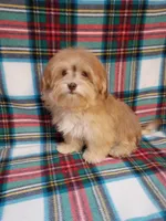 Iggy AKC full Registration , a male Havanese for sale in Dover, FL – 1 of 5