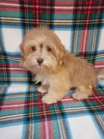 Iggy AKC full Registration , a male Havanese for sale in Dover, FL – 2 of 5