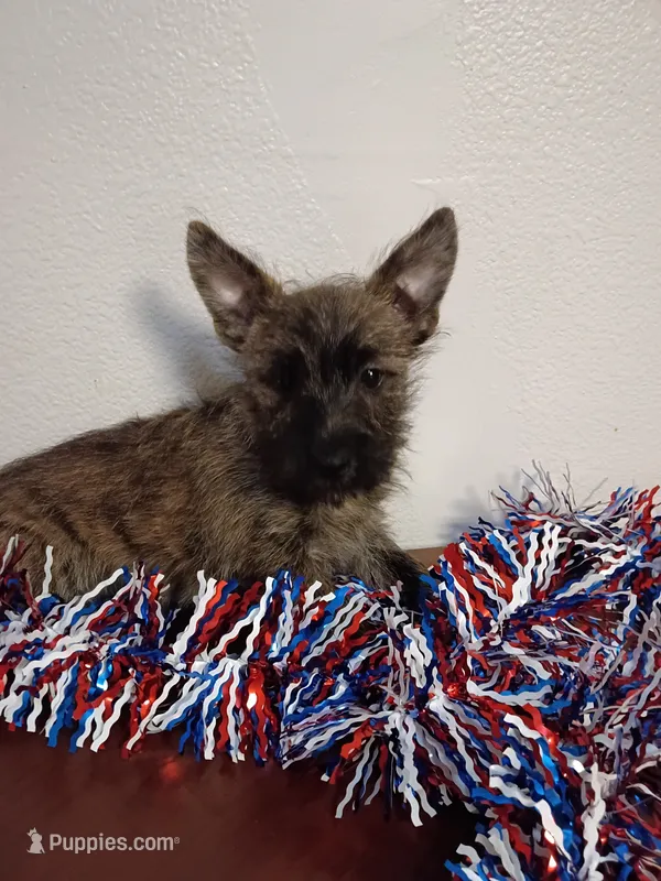 Carlos – Cairn Terrier, West Highland White Terrier puppy for sale in Dover, FL