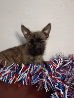 Carlos, a male Cairn Terrier and West Highland White Terrier for sale in Dover, FL – 1 of 2