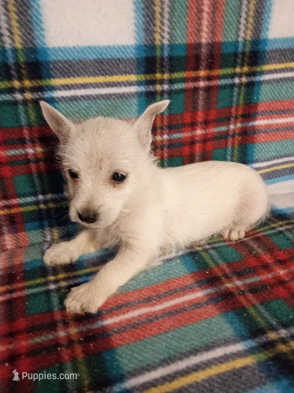 Wish – West Highland White Terrier puppy for sale in Dover, FL