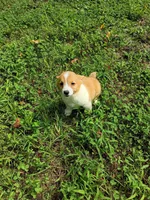 Patti , a female Pembroke Welsh Corgi for sale in Dover, FL – 1 of 1
