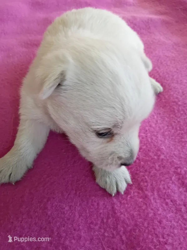 Wish – West Highland White Terrier puppy for sale in Dover, FL