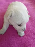 Wish, a female West Highland White Terrier for sale in Dover, FL – 1 of 1