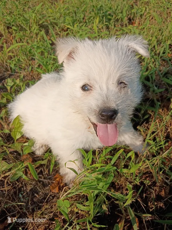 Westly – West Highland White Terrier puppy for sale in Dover, FL