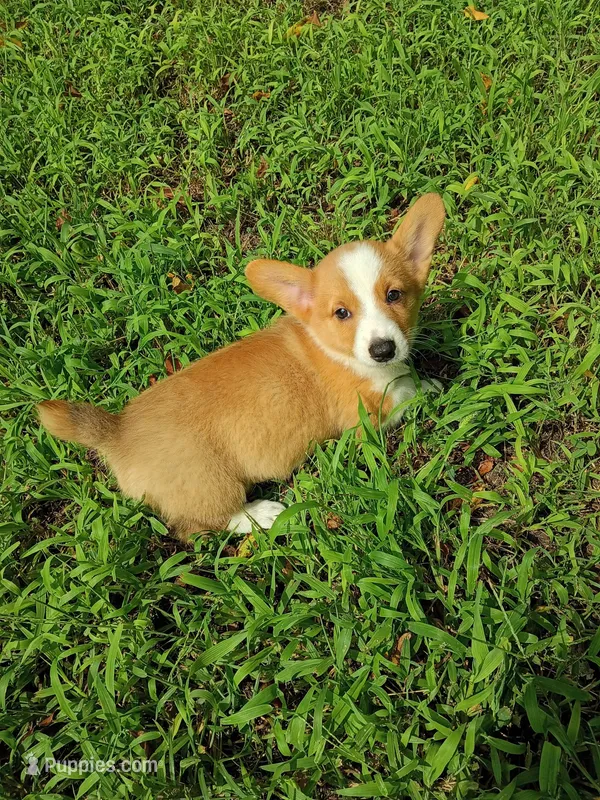 Parker – Pembroke Welsh Corgi puppy for sale in Dover, FL
