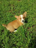 Parker, a male Pembroke Welsh Corgi for sale in Dover, FL – 1 of 1