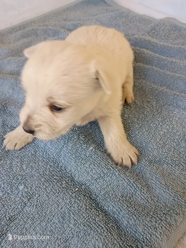 Westly – West Highland White Terrier puppy for sale in Dover, FL