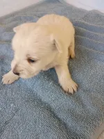 Westly, a male West Highland White Terrier for sale in Dover, FL – 1 of 2