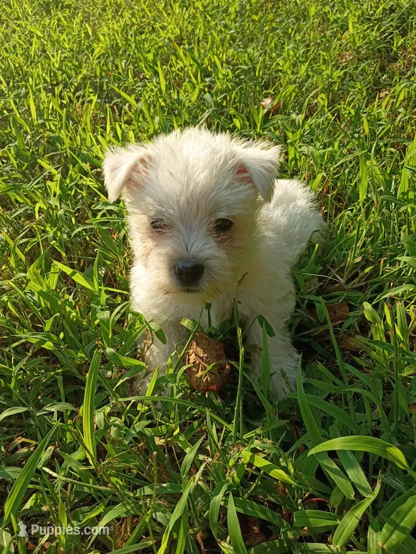 Walker – West Highland White Terrier puppy for sale in Dover, FL