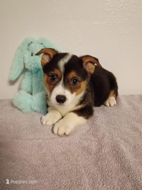 Peter.  AKC – Pembroke Welsh Corgi puppy for sale in Dover, FL
