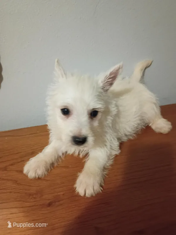Noel – West Highland White Terrier puppy for sale in Dover, FL