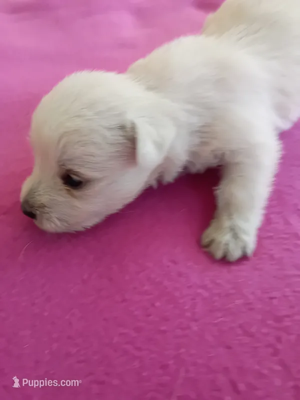 Wilma – West Highland White Terrier puppy for sale in Dover, FL