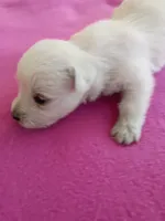 Wilma, a female West Highland White Terrier for sale in Dover, FL – 1 of 2