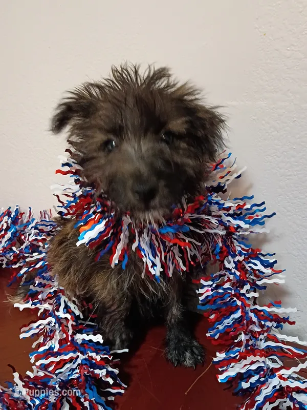 Cassi , a female Cairn Terrier for sale in Dover, FL – 1 of 1