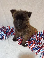 Catty, a female Cairn Terrier and West Highland White Terrier for sale in Dover, FL – 1 of 1
