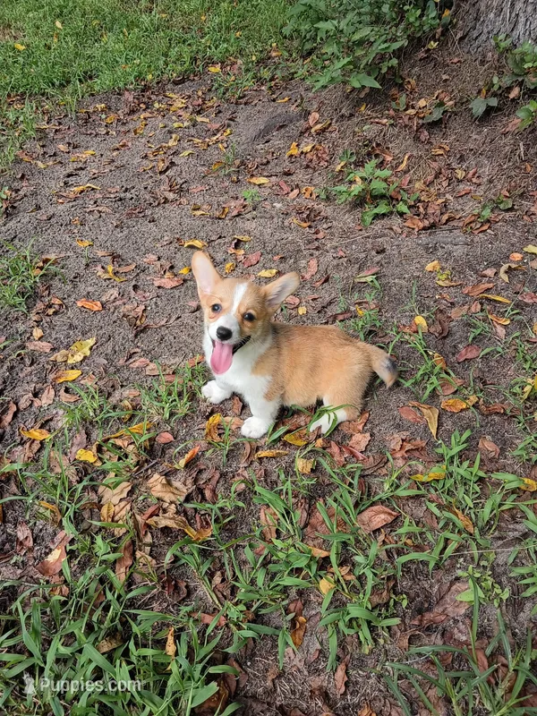 Poppy – Pembroke Welsh Corgi puppy for sale in Dover, FL