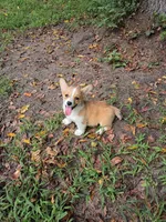 Poppy, a female Pembroke Welsh Corgi for sale in Dover, FL – 1 of 1