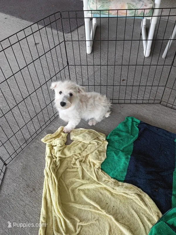 Grace – West Highland White Terrier puppy for sale in Dover, FL