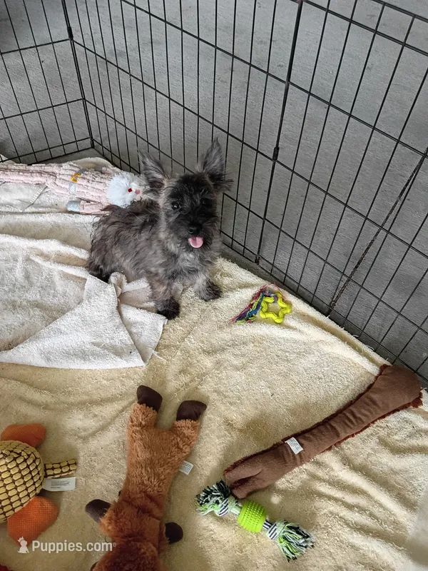 Catty – Cairn Terrier, West Highland White Terrier puppy for sale in Dover, FL