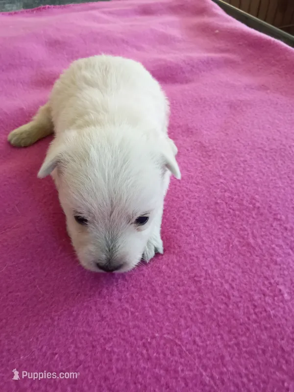 Winter  – West Highland White Terrier puppy for sale in Dover, FL