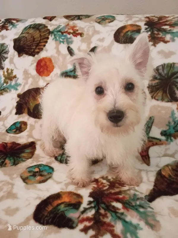 Merry – West Highland White Terrier puppy for sale in Dover, FL