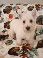 Merry, a female West Highland White Terrier for sale in Dover, FL – 1 of 1