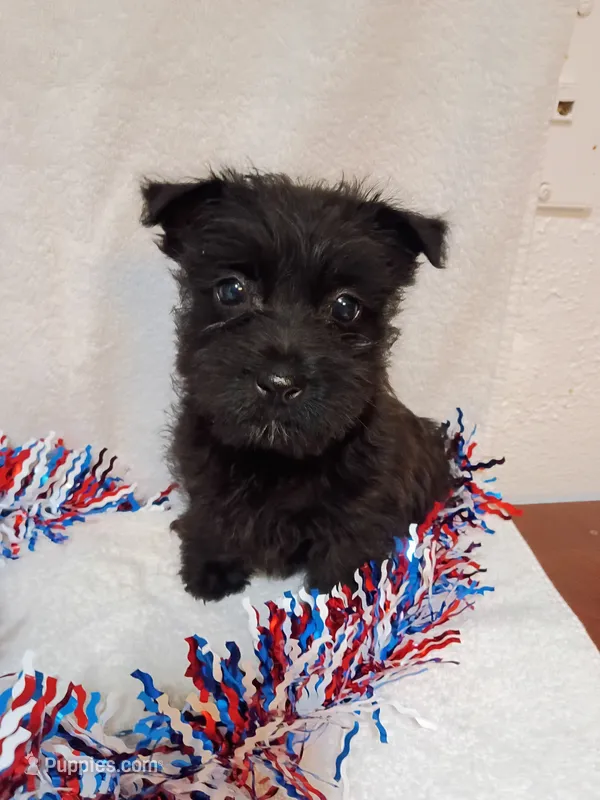 Cally – Cairn Terrier, West Highland White Terrier puppy for sale in Dover, FL