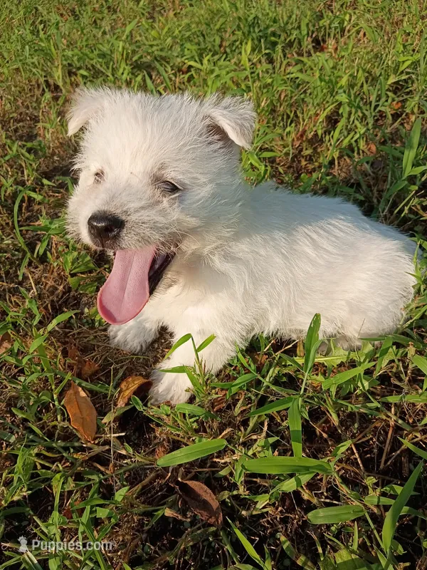 Walter  – West Highland White Terrier puppy for sale in Dover, FL
