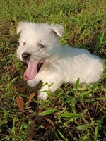 Walter , a male West Highland White Terrier for sale in Dover, FL – 1 of 1